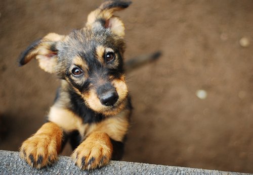 CBD for Separation Anxiety in Dogs - Erth Wellness