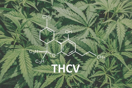 THCV and Weight Loss - Erth Wellness