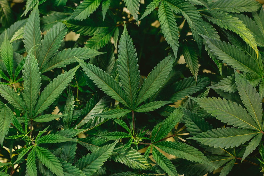 Why is Delta-8 THC Called Weed Lite? - Erth Wellness
