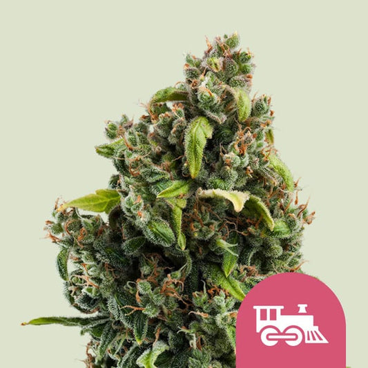 Royal Queen Seeds – Candy Kush Express (Fast Flowering) Feminized Seeds - 3 Seeds