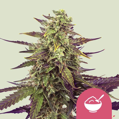 Royal Queen Seeds – Cereal Milk Feminized Seeds (Vanilla & Blueberry Sativa Hybrid) - 3 Seeds