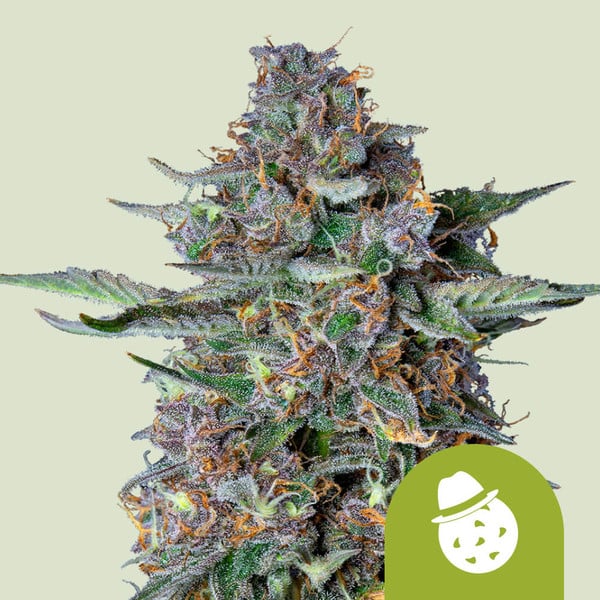 Royal Queen Seeds – Do-Si-Dos Auto Feminized Seeds (Fast Indica-Dominant Autoflower) - 3 Seeds