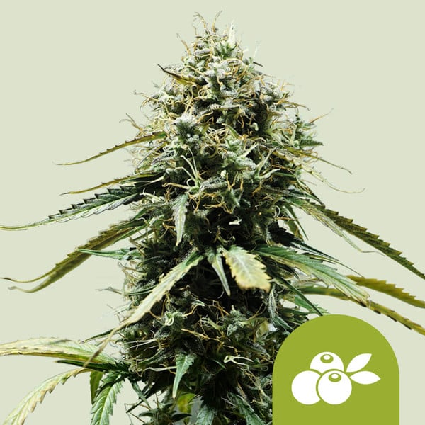Royal Queen Seeds – Haze Berry Auto Feminized Seeds (Blue Dream–Inspired Sativa Auto) - 3 Seeds
