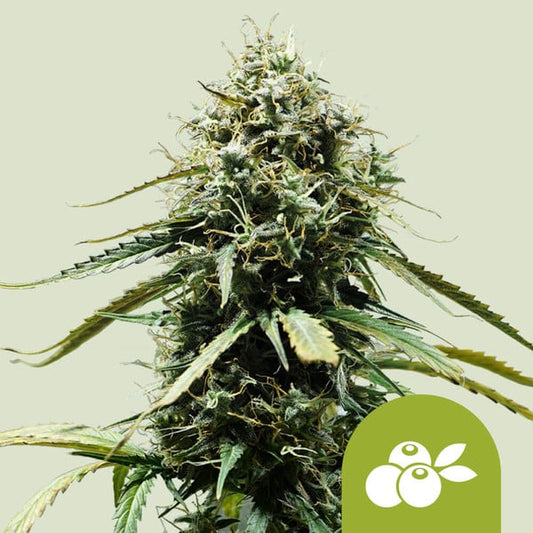 Royal Queen Seeds – Haze Berry Auto Feminized Seeds (Blue Dream–Inspired Sativa Auto) - 3 Seeds