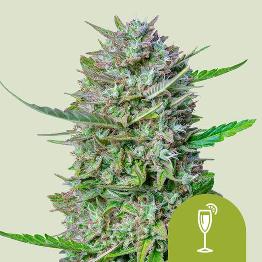 Royal Queen Seeds – Mimosa Auto Feminized Seeds (Citrus Sativa Autoflower) - 3 Seeds