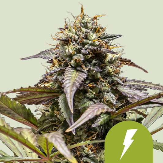 Royal Queen Seeds – North Thunderfuck Auto Feminized Seeds (Powerful Hybrid Autoflower) - 3 Seeds