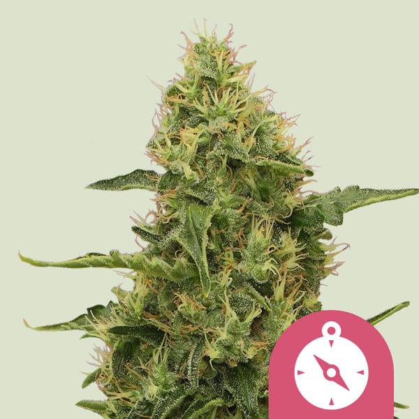 Royal Queen Seeds – Northern Light Feminized Seeds (Classic Indica Legend) - 3 Seeds