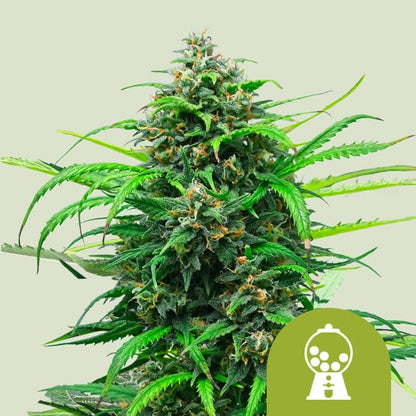 Royal Queen Seeds – Pink Runtz Auto Feminized Seeds (Candy-Flavored Hybrid Autoflower) - 3 Seeds