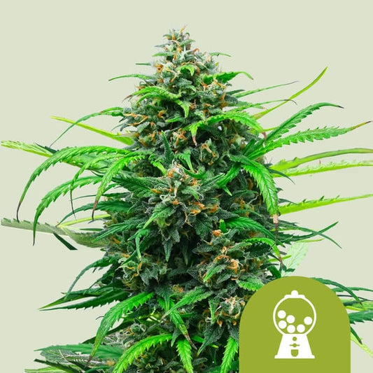 Royal Queen Seeds – Pink Runtz Auto Feminized Seeds (Candy-Flavored Hybrid Autoflower) - 3 Seeds