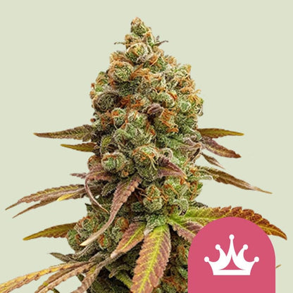 Royal Queen Seeds – Special Queen 1 Feminized Seeds (Classic Skunk Hybrid) - 3 Seeds