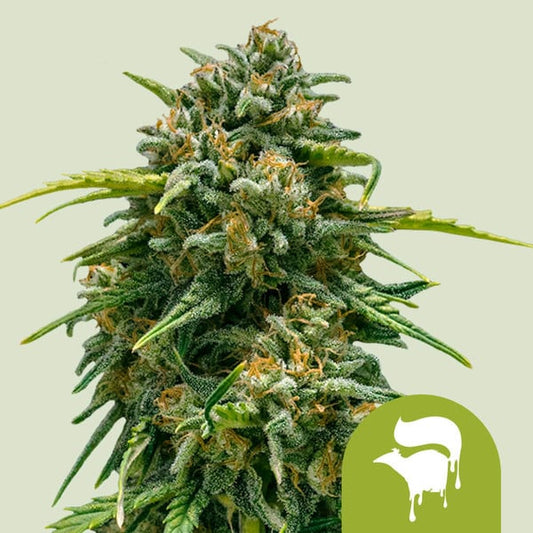 Royal Queen Seeds – Sweet Skunk Auto Feminized Seeds (Compact Skunk Autoflower) - 3 Seeds
