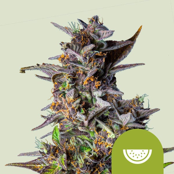 Royal Queen Seeds – Watermelon Auto Feminized Seeds (Tropical Indica Autoflower) - 3 Seeds