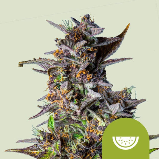 Royal Queen Seeds – Watermelon Auto Feminized Seeds (Tropical Indica Autoflower) - 3 Seeds