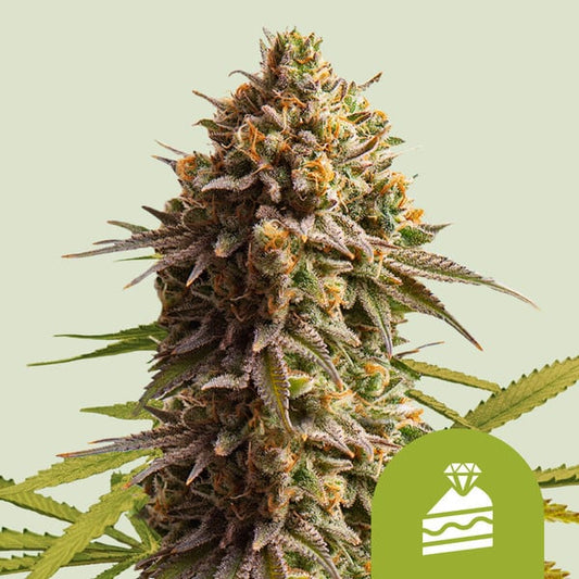 Royal Queen Seeds – Wedding Cake Auto Feminized Seeds (Dessert-Inspired Indica Auto) - 3 Seeds