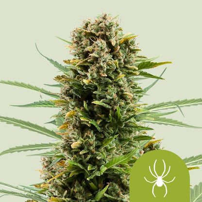 Royal Queen Seeds – White Widow Auto Feminized Seeds (Fast-Flowering Classic) - 3 Seeds